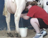 milking a cow