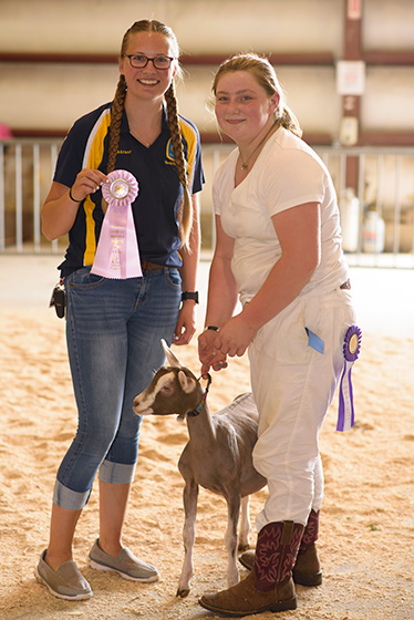 winning a rosette with a goat