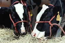 pair of cows eat hay