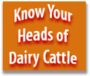 Know Your Heads of Dairy Cattle