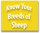 Know Your Breeds of Sheep