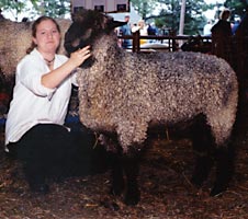 curly coated sheep