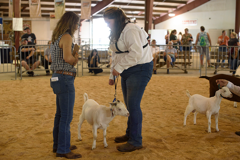 showing a goat
