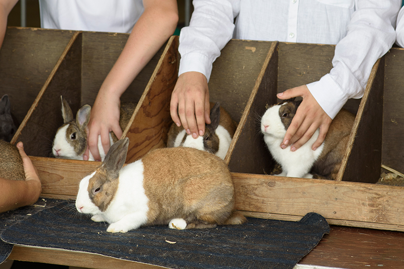 rabbits for showing