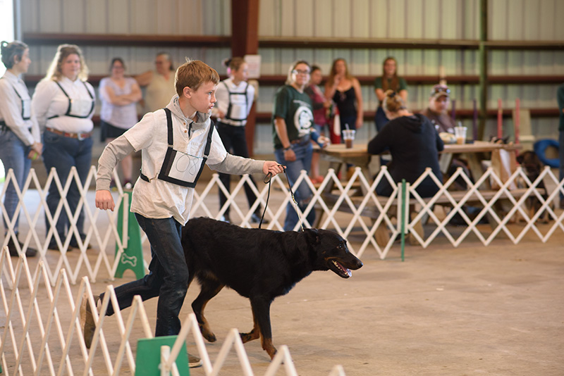 showing a dog in premier showmanship