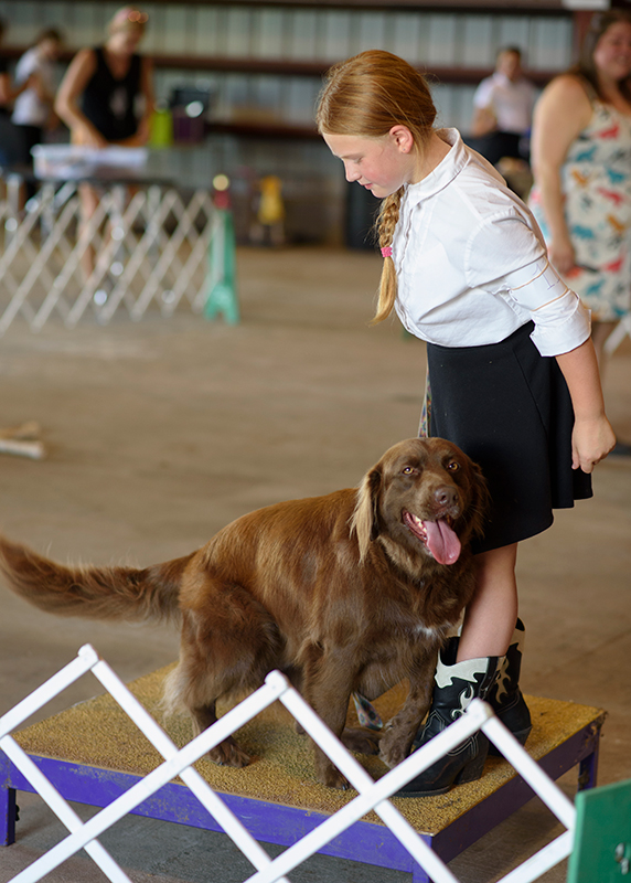 dog show