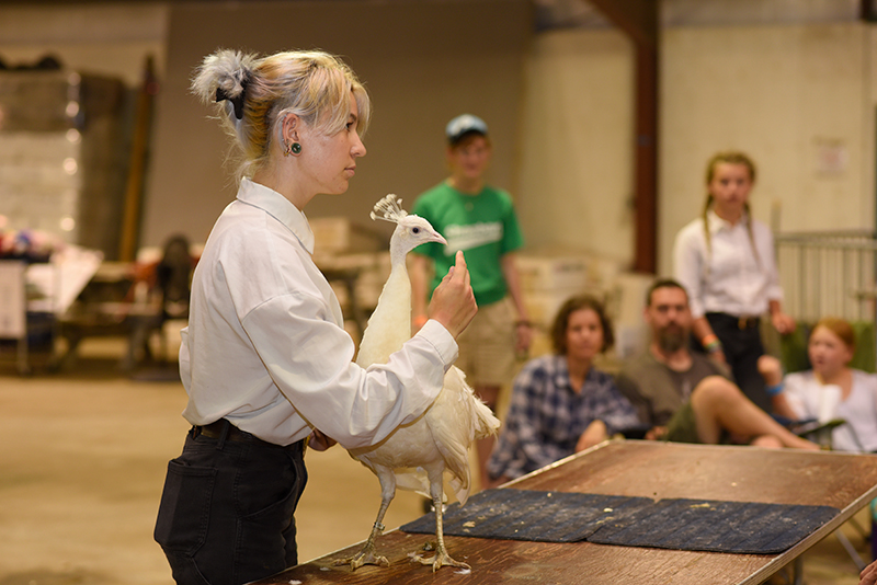 showing poultry