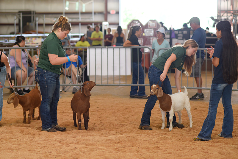 Goat Show